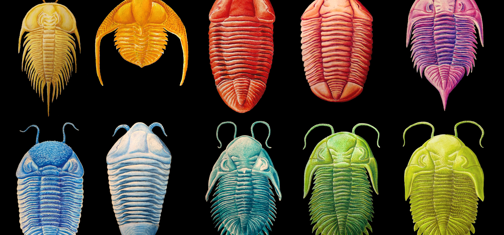 Trilobites I've collected - Micah Owen 2026